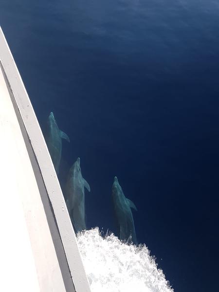 Book yachts online - motorboat - Motoryacht - Amadeus - rent