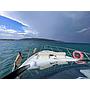 Book yachts online - motorboat - Cranchi M44 HT - Hakuna Matata - rent