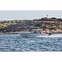 Book yachts online - motorboat - Saxdor 320 GTO - Saxdor 320 GTO (2022) - rent