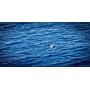 Book yachts online - motorboat - Luxury Motor Yacht - Diamond - rent