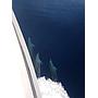 Book yachts online - motorboat - Motoryacht - Amadeus - rent