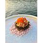Book yachts online - catamaran - Lagoon 620 - OPAL - rent